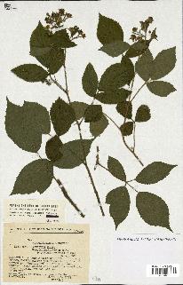 spécimen de Rubus sp.