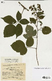 spécimen de Rubus sp.