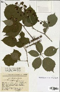 spécimen de Rubus sp.