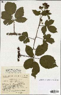 spécimen de Rubus sp.