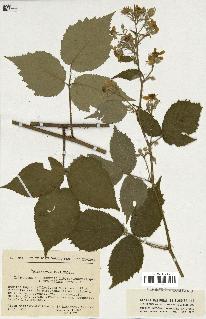spécimen de Rubus sp.