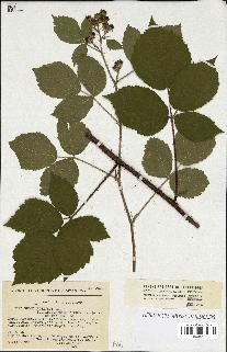 spécimen de Rubus sp.