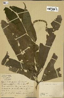 spécimen de indet.