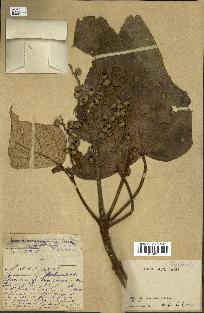 spécimen de indet.