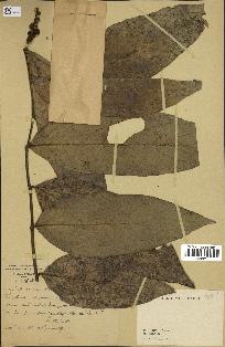 spécimen de indet.