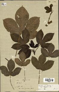 spécimen de Jatropha gossypiifolia