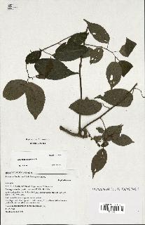 spécimen de Acalypha filiformis