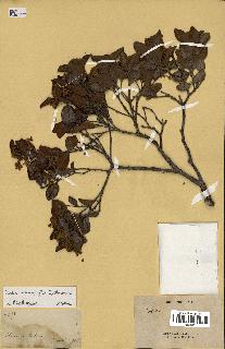 spécimen de Codia microphylla