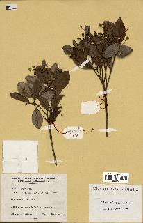 spécimen de Codia microphylla
