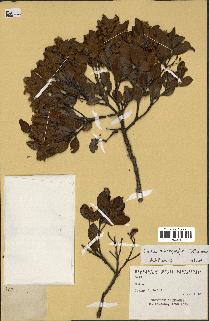 spécimen de Codia microphylla