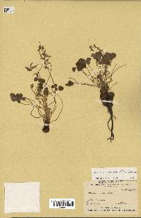 spécimen de Oxalis floribunda