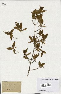 spécimen de Euonymus europaeus