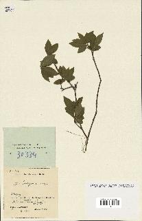 spécimen de Euonymus europaeus