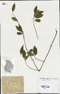 spécimen de Euonymus europaeus