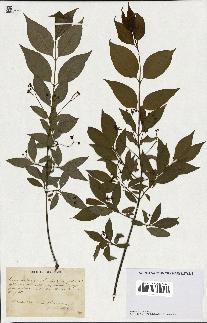 spécimen de Euonymus europaeus