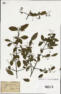 spécimen de Euonymus europaeus