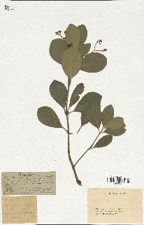 spécimen de Euonymus europaeus