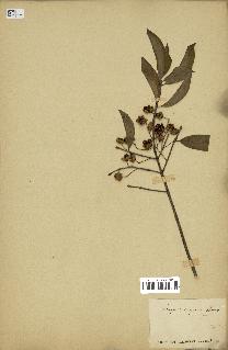 spécimen de Euonymus europaeus