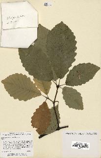 spécimen de Quercus montana