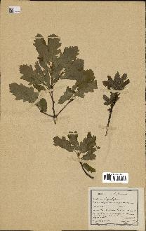 spécimen de Quercus pubescens