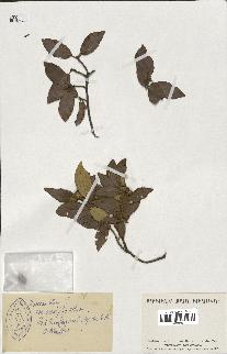 spécimen de Quercus ilex