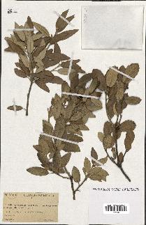 spécimen de Quercus ilex