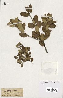 spécimen de Quercus ilex