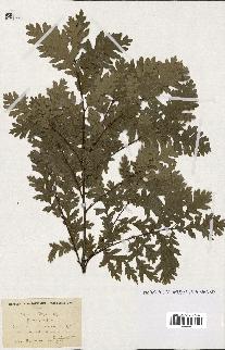 spécimen de Quercus robur