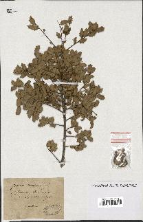 spécimen de Quercus coccifera