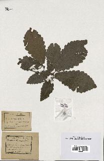 spécimen de Quercus afares