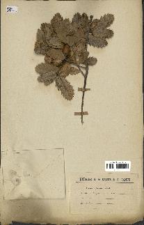 spécimen de Quercus faginea