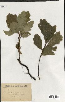 spécimen de Quercus rubra