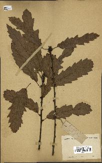 spécimen de Quercus castaneifolia