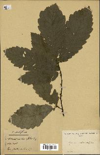 spécimen de Quercus castaneifolia