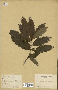spécimen de Quercus castaneifolia