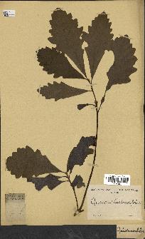 spécimen de Quercus castaneifolia