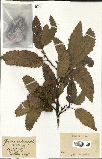 spécimen de Quercus castaneifolia