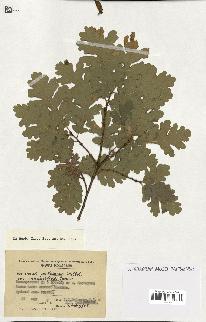 spécimen de Quercus pubescens