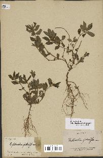 spécimen de Euphorbia hirta