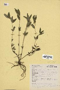 spécimen de Euphorbia hirta