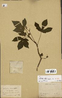 spécimen de Jatropha gossypiifolia