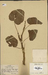 spécimen de Jatropha curcas