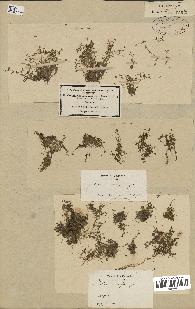 spécimen de Elatine macropoda