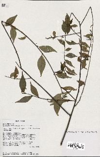 spécimen de Acalypha filiformis