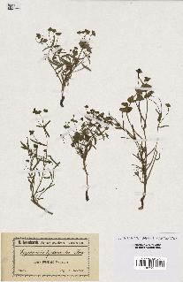 spécimen de Euphorbia leptocaula