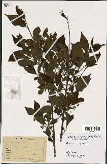 spécimen de Euonymus europaeus