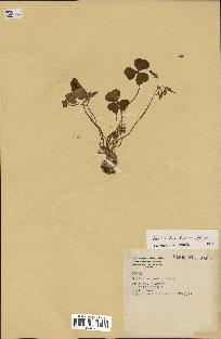 spécimen de Oxalis brasiliensis