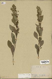 spécimen de Maytenus heterophylla