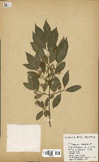 spécimen de Euonymus europaeus