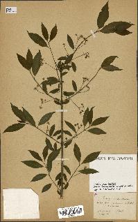 spécimen de Euonymus europaeus